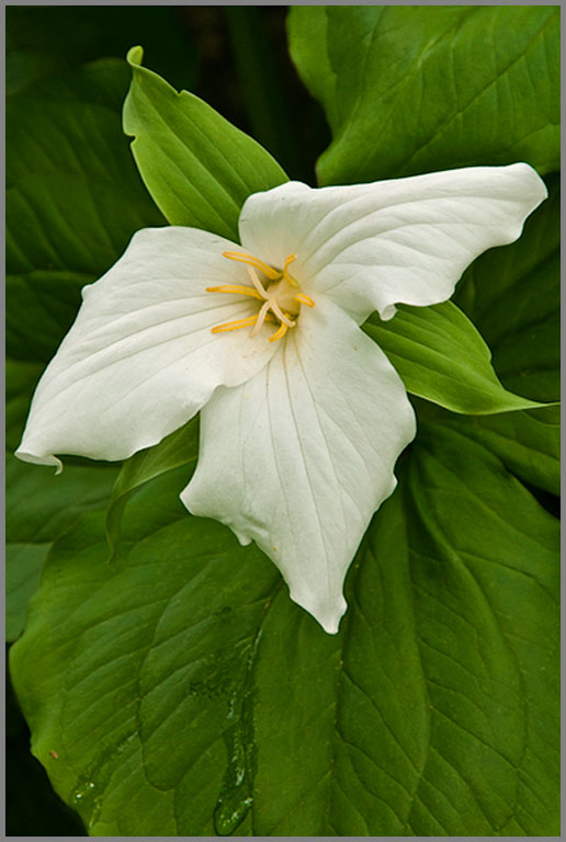 White Trillium copy